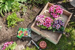 Rosafarbene Primeln in Vintage-Holzschublade zum Einpflanzen in Gartenbeet vorbereitet