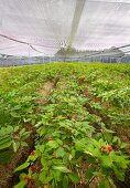 Ginseng plants under nets at the Wischmann family's ginseng farm (Walsrode, Germany)