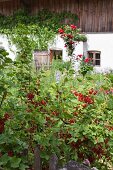 Ripe redcurrants in cottage garden