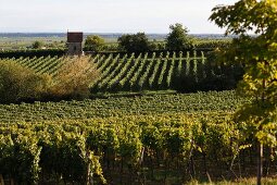 Vineyards in Deidesheim, Rhineland-Palatinate, Germany