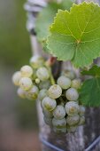 White wine grapes on the vine in Deidesheim, Rhineland-Palatinate, Germany