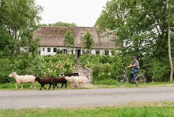 Sheep and cyclist bicycle outside traditional Frisian 17th-century farmhouse