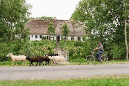 Schafe und Fahrradfahrer vor traditionellem, friesischem Bauernhaus aus dem 17. Jahrhundert