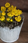 Potted flowering winter aconite (Eranthis hyemalis)