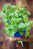 A box of borage shoots