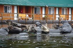 Seals in British Columbia, Canada