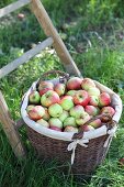 Basket of freshly picked apples at foot of ladder in garden
