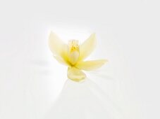 Vanilla blossom on a white background