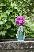 Purple hydrangea in glass carafe decorated with fabric ribbon