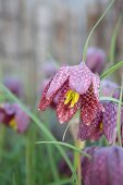 Schachbrettblumenblüte mit gelben Staubbeuteln