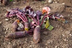 Freshly harvested Forono beetroots in a field