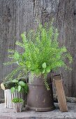 Posy of shepherd's purse in vintage jug, book and potted plant