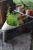 Shepherd's purse in paper cone in vintage wire basket