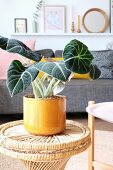 Foliage plant in yellow pot in living room