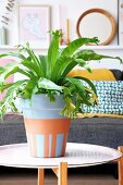 Bird's nest fern in painted terracotta pot