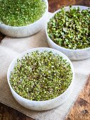 Broccoli sprouts growing in a tray sprouter