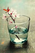 Spring blossoms in glass vase on wooden surface