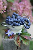 Purple grapes in a colander