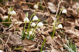 Flowering spring snowflakes amongst dried leaves in garden