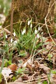 Flowering snowdrops amongst dried leaves in garden