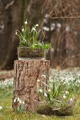 Märzenbecher und Schneeglöckchen in Glasschalen auf und neben Baumstumpf im Garten