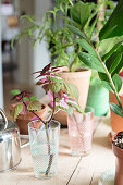 Coleus cutting in glass of water amongst other plants