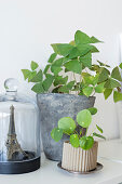 Oxalis and Chinese money plant next to Eiffel tower under glass cover