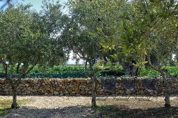 Chairs in garden with traditional Mediterranean stone wall and olive trees
