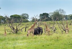 Giraffes and an elephant in the iSimangaliso Wetland Park, a wildlife park in South Africa