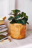 Houseplant with brown paper bag in a metal basket