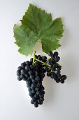 A bunch of 'Gamaret' grapes with a grapevine leaf