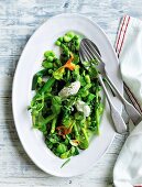 French Salade printemps with goat's curd and herb vinaigrette