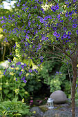 Blue potato bush (Solanum rantonnetii) in garden