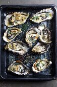 Creamy baked oysters with Parmesan and dill