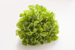 Novita lettuce