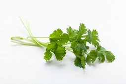 Fresh coriander