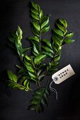 Fresh curry leaves against a black background (top view)