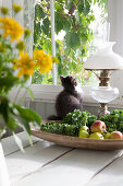 Cat sitting next to fruit bowl on table below window