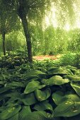 Plantain lilies in the shadow of a willow tree in the experimental garden of the Weihenstephan-Triesdorf University of Applied Sciences in Freising, Bavaria, Germany