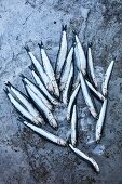 Fresh anchovies with ice cubes on a grey background