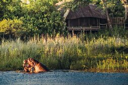 Hippos in front of the Kings Pool Camp in the Okavango Delta, Botswana, Africa