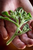 Fresh sage on a person's palm