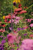 Wiesenblumen wie Geranium, Veronica ‘Eveline’, Filipendula und Achillea