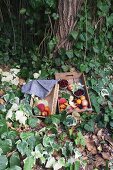 Fresh stone fruits in wooden boxes on an ivy covered garden floor