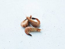 Three North Sea shrimps on a white background