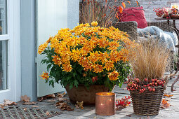 Chrysanthemum and Pennisetum