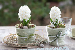 Hyacinthus orientalis 'White Pearl' (hyacinths) in pots covered with felt