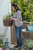 Planting basket with tomato and nasturtium