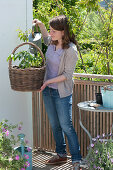 Planting basket with tomato and nasturtium