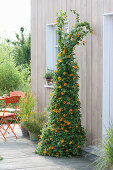 Plant black-eyed Susanne in a basket with a climbing aid